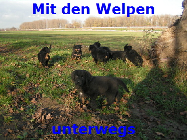 Mit den Welpen






unterwegs