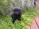 In Nachbars Garten